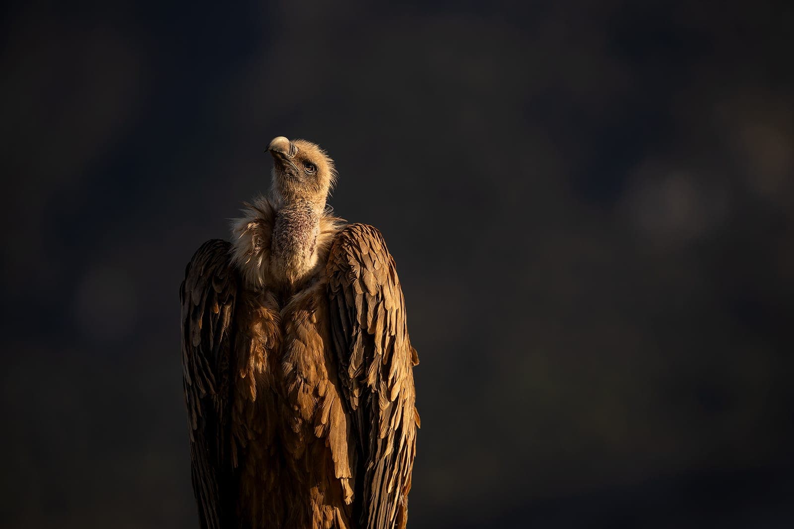 Gåsegribb (Gyps fulvus)