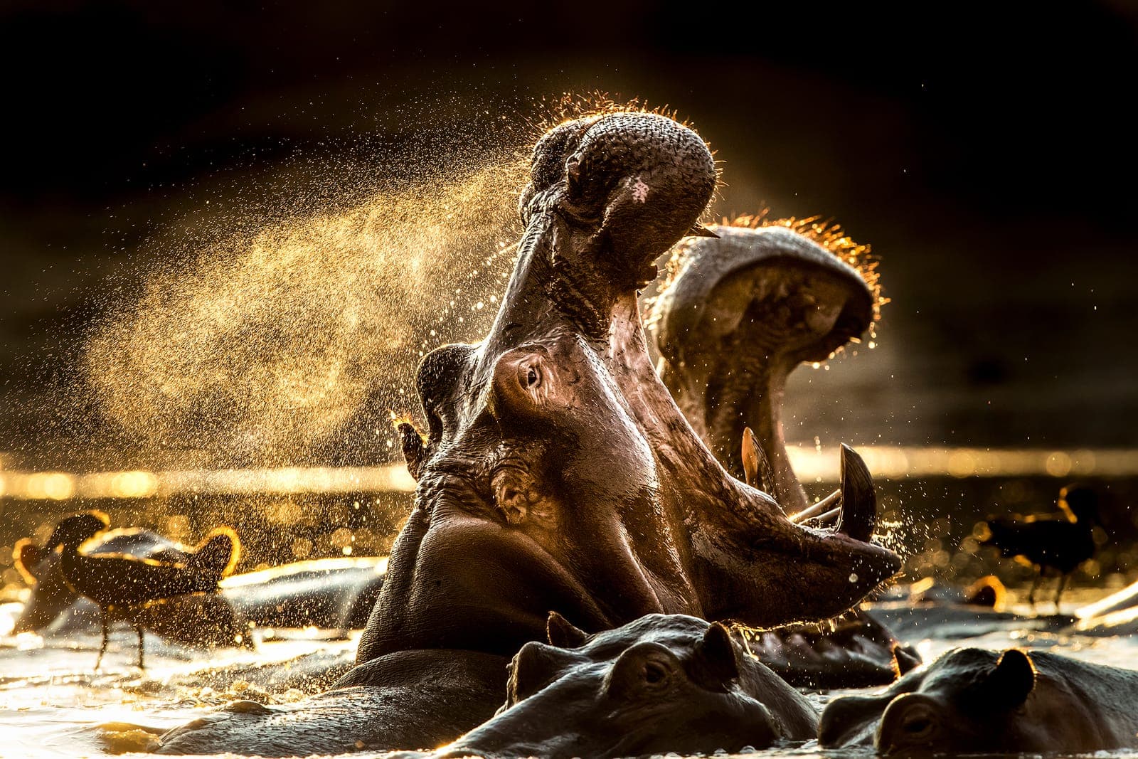 Mana Pools – en unik fotodestinasjon for naturfotografer