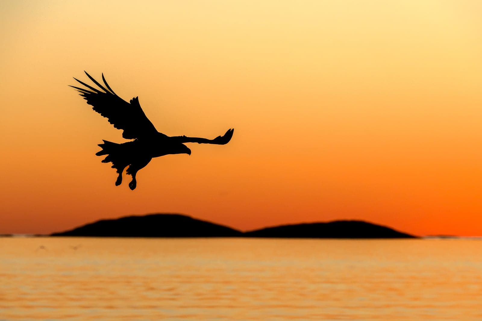 Ansvarlig naturfotografering – etiske retningslinjer for bærekraftig økoturisme