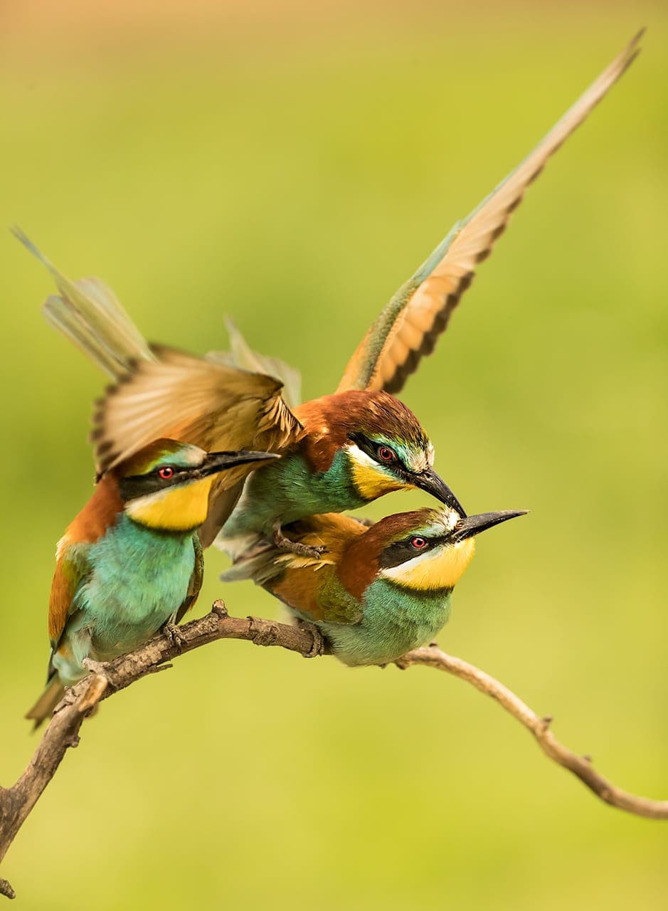 Biäter (Merops apiaster)