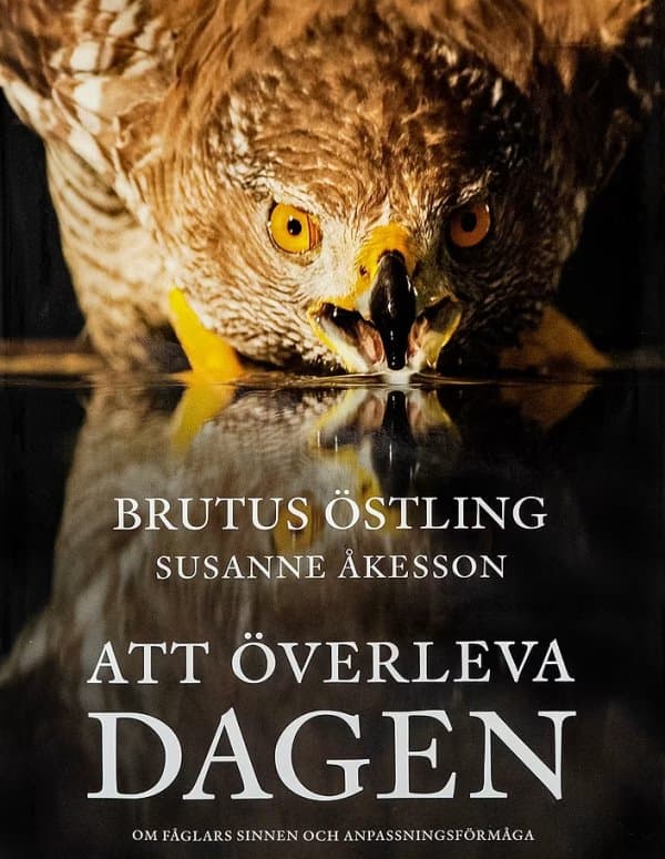 Att överleva dagen