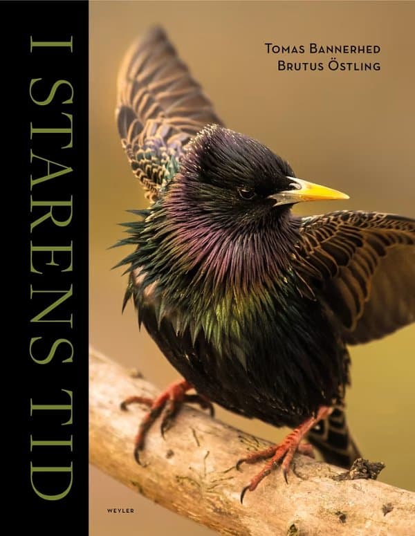 Starens