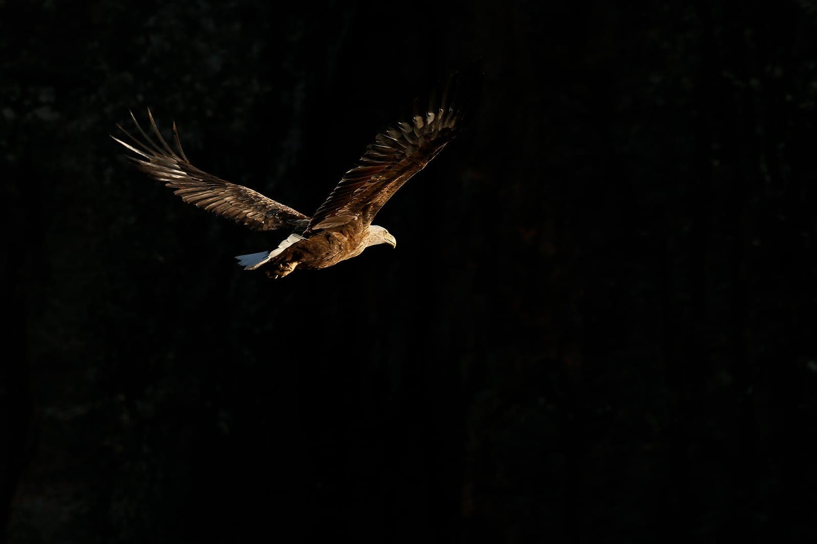 Norge — Havørn, elg og arktisk lys